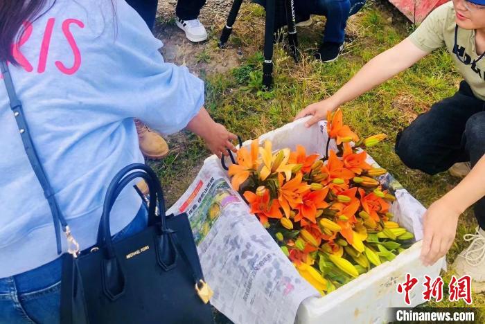 村民采摘百合花。　壤塘縣委宣傳部供圖