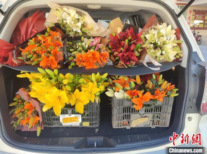 剛剛采摘下來的百合花。　壤塘縣委宣傳部供圖