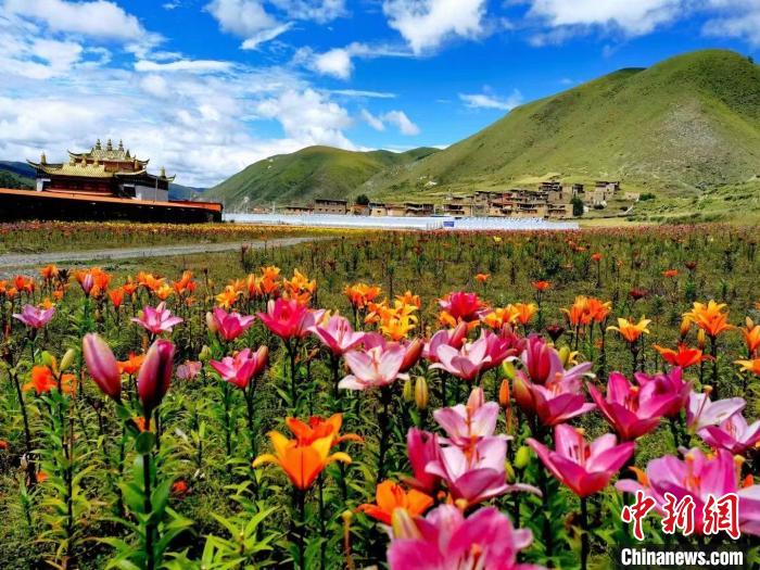 近百畝百合花競相開放，景色誘人。　壤塘縣委宣傳部供圖