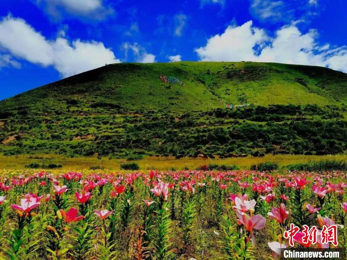 近百畝百合花競相開放，景色誘人。　壤塘縣委宣傳部供圖