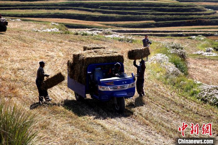 圖為飼草晾曬、打捆。　馬芝芬 攝