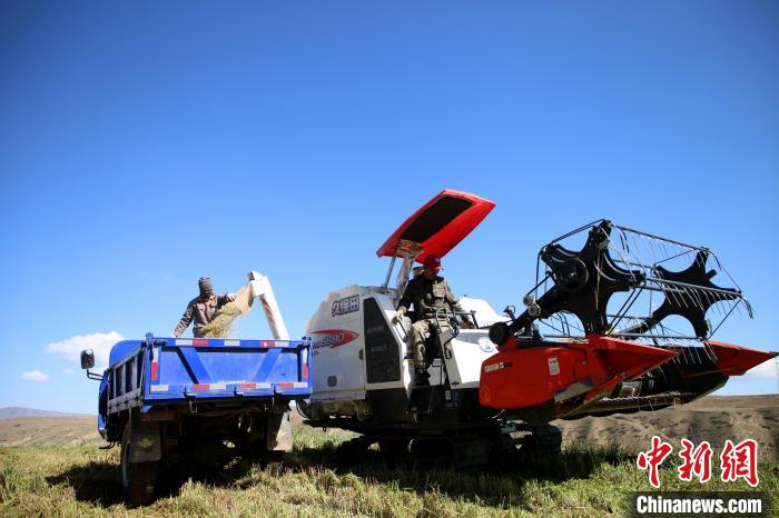青海黃南迎飼草收割季牛羊可吃到優質“壓縮餅干”