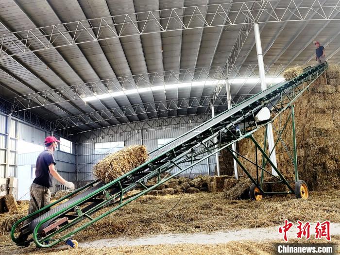 圖為飼草打捆、儲存。　馬芝芬 攝