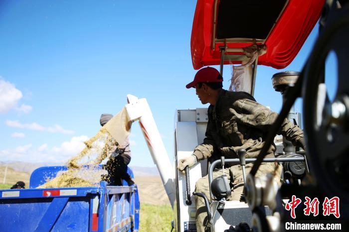 圖為飼草收割。　馬芝芬 攝