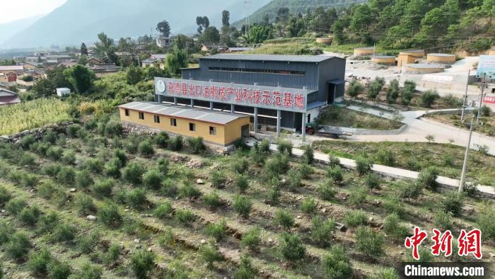 伍合村的油橄欖種植基地。　高嘉琪 攝