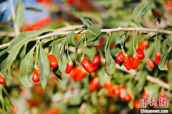 圖為柴達木盆地有機枸杞?！O睿 攝