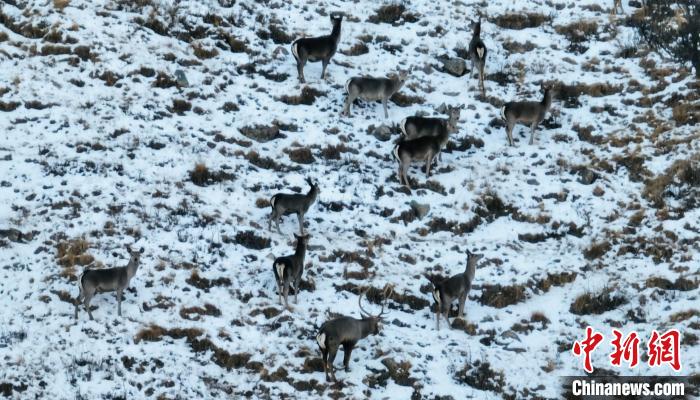 圖為巖羊和馬鹿集體覓食?！《继m縣融媒體中心 供圖
