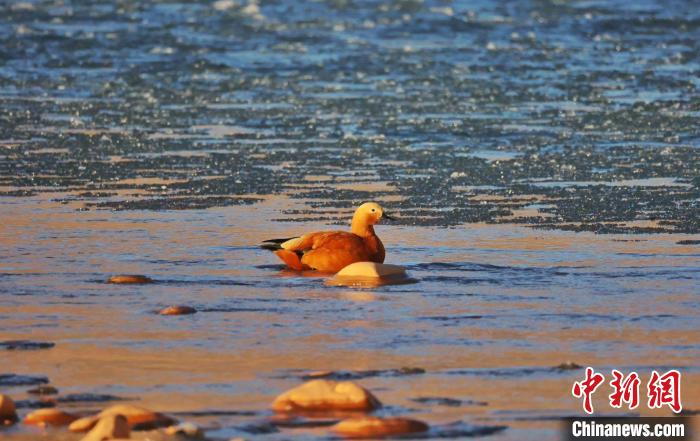 圖為赤麻鴨自在游曳。　白日丁布江才 攝