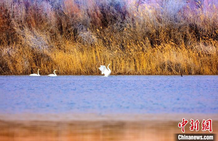 仲冬時節天鵝“做客”黃河岸畔嬉戲覓食