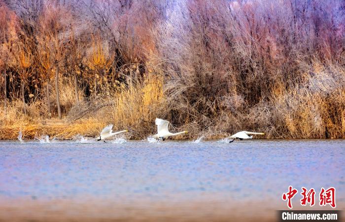 圖為起舞的天鵝與碧波蕩漾的湖面相映成趣。　簡約 攝