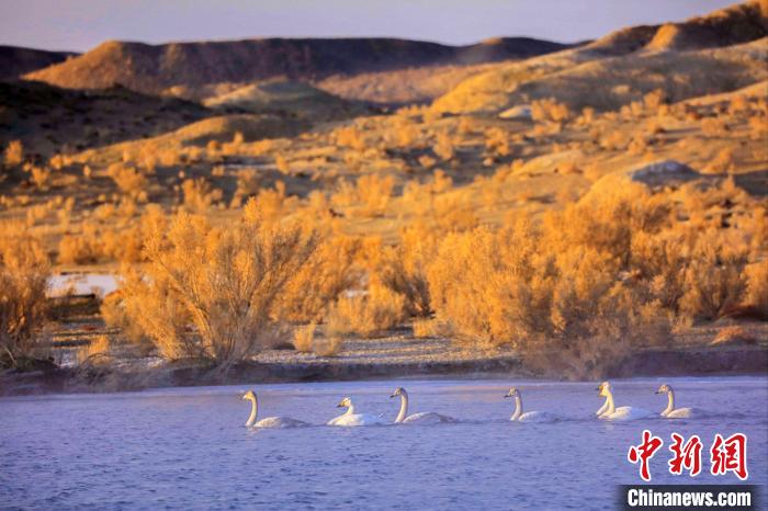 圖為黃河岸畔貴德縣迎來天鵝“做客”。　筱筱君 攝