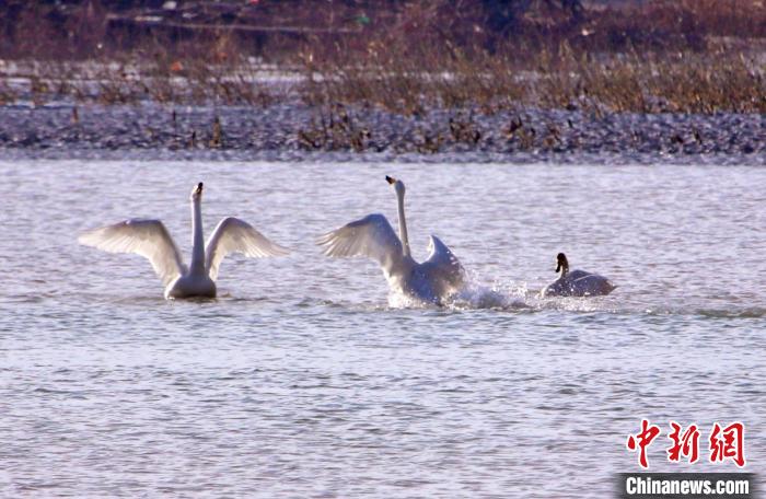 圖為黃河岸畔貴德縣迎來天鵝“做客”。　筱筱君 攝