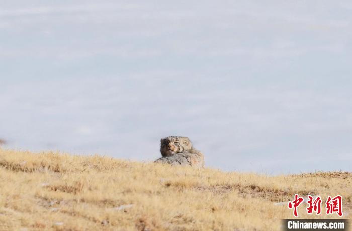 圖為回頭張望的兔猻。　拉毛杰 攝