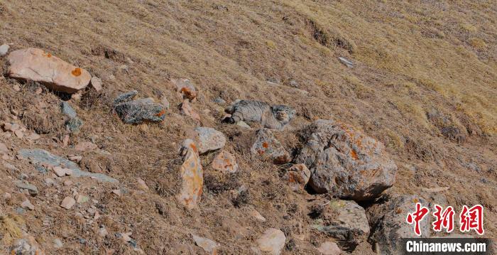 圖為兔猻。　拉毛杰 攝