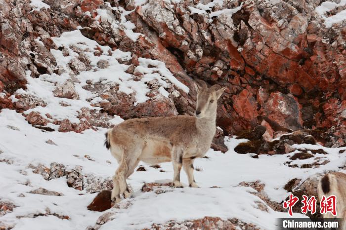 圖為在雪中悠然自得的巖羊。　白日丁布江才 攝