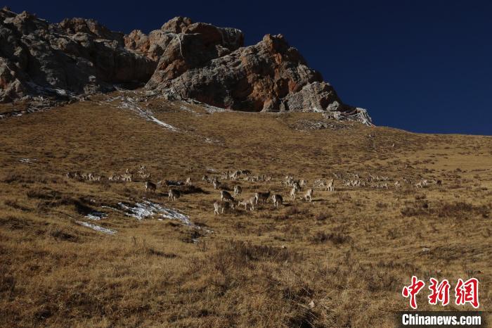 圖為巖羊群。　白日丁布江才 攝