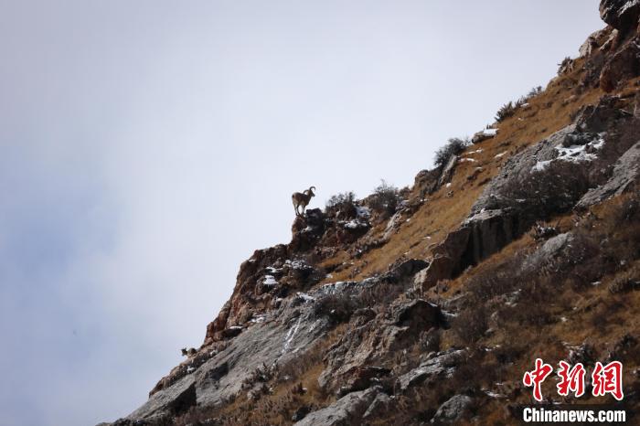 圖為在山崖上站立的巖羊。　白日丁布江才 攝
