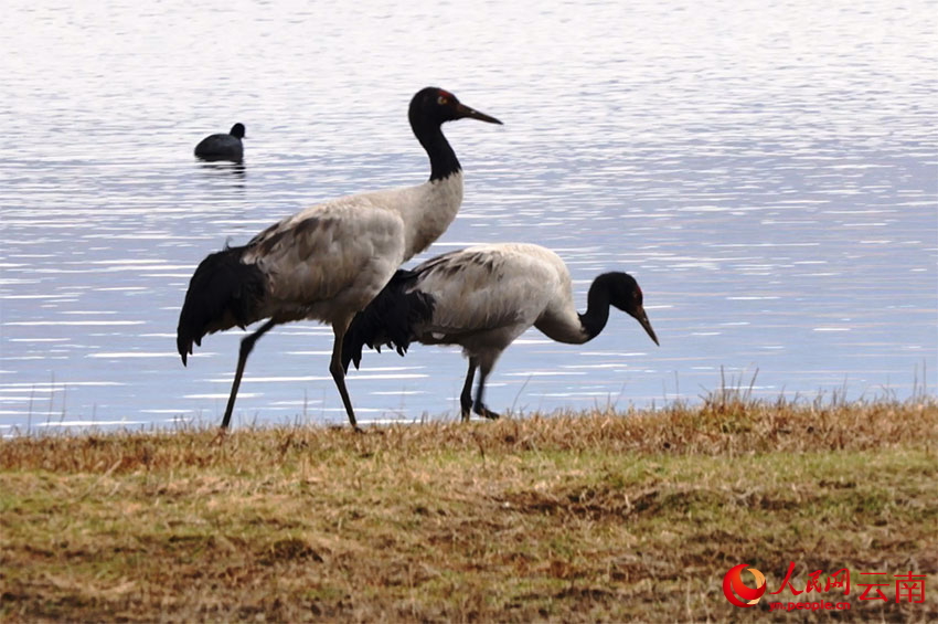 香格里拉納帕海濕地的黑頸鶴。李競(jìng)?cè)魯z