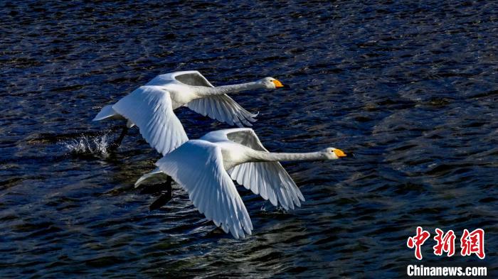 圖為兩只大天鵝?！黎?攝