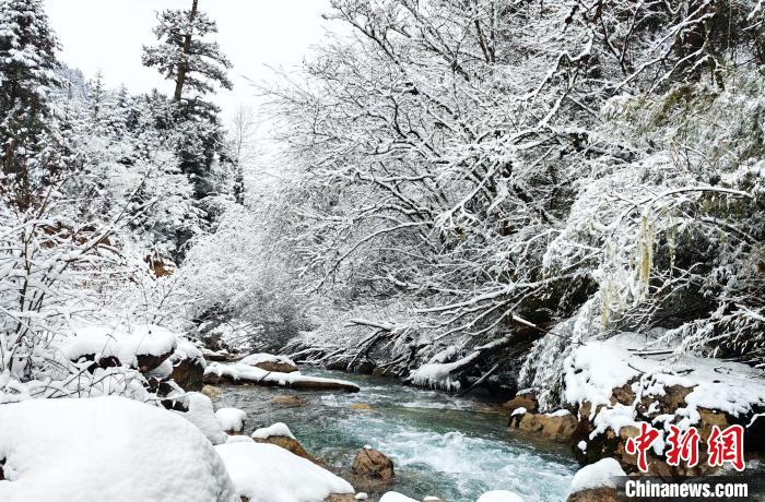 大熊貓國家公園王朗片區春雪如畫，宛若仙境?！×_春平 攝