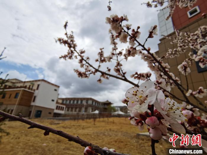 青海：初春遇降雪，百里不同“風”