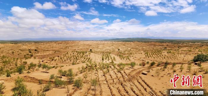 資料圖為貴南縣黃沙頭的防沙治沙草方格?！∑钤鲚?攝