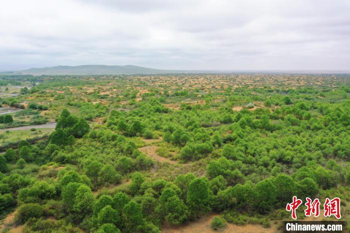 資料圖為航拍黃沙頭防沙治沙區(qū)植被。　祁增蓓 攝