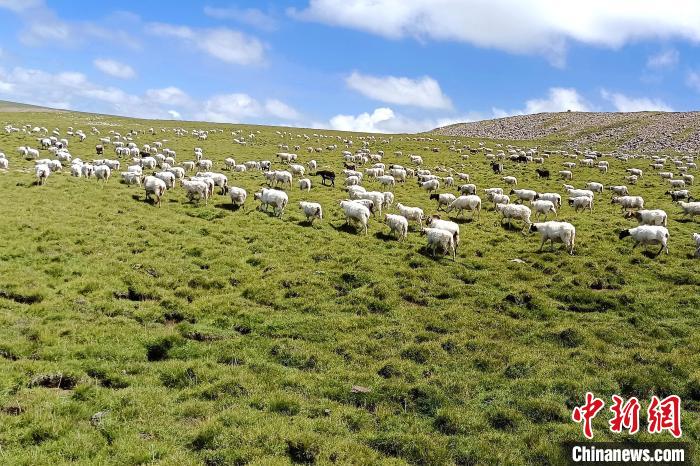 青海剛察日芒草原：牧民用“流動(dòng)”母羊無(wú)償幫助鄉(xiāng)親致富
