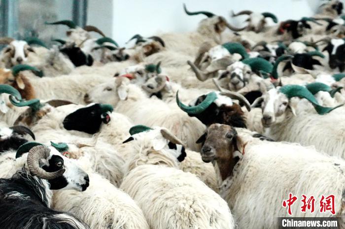 圖為被評為國家農產品地理標志保護產品的剛察藏羊進場入圈。　蔡志睿 攝