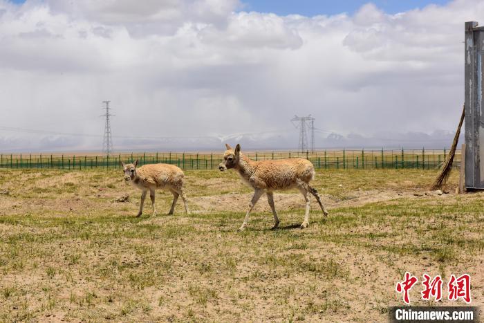 圖為可可西里國(guó)家級(jí)自然保護(hù)區(qū)內(nèi)的藏羚羊。 張虎魁 攝