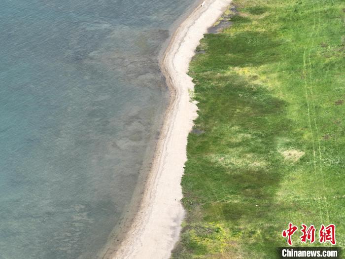 圖為航拍仲夏時(shí)節(jié)，青海湖畔綠茵如毯。　祁增蓓 攝
