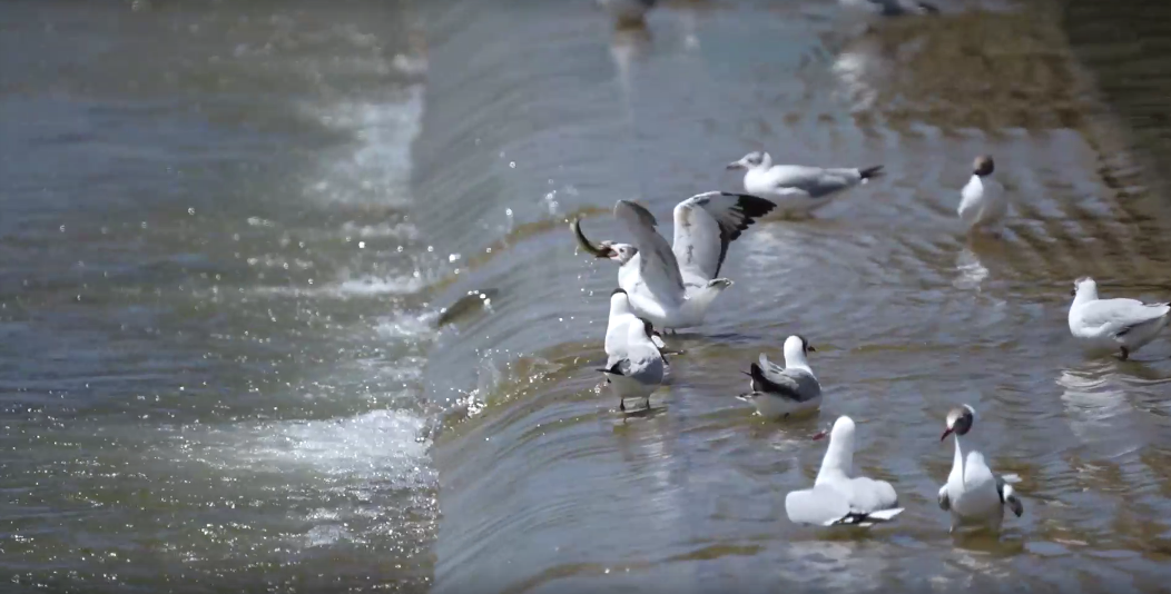 湟魚(yú)洄游奇觀。包雷攝