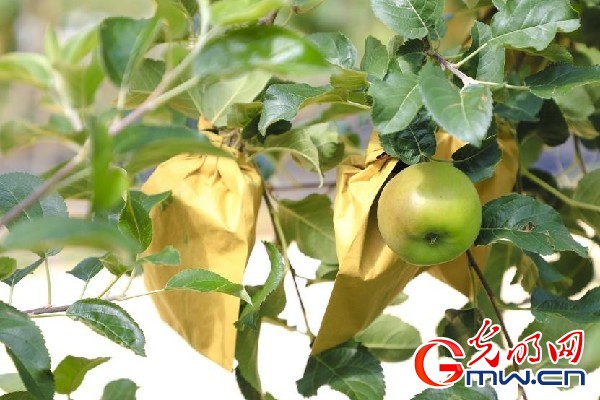 我們的家園｜小蘋果帶動大產業，帶你看看這座阿壩州小村的鄉村振興新模式