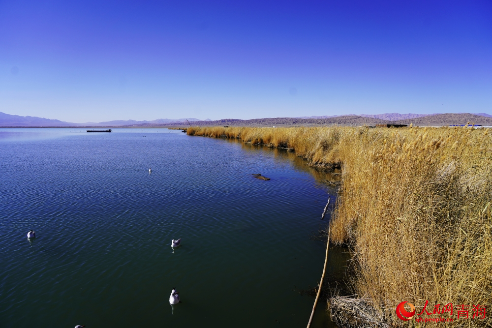 可魯克湖秋色如畫。人民網 陳明菊攝