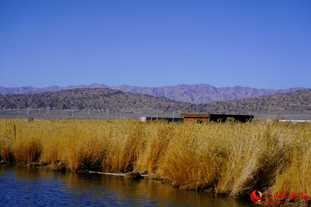 可魯克湖蘆葦蕩漾。人民網 陳明菊攝