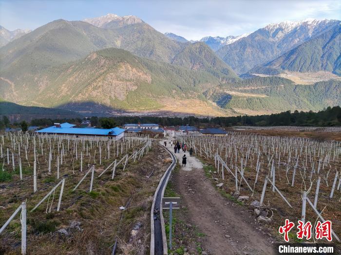 西藏林芝下察隅鎮的獼猴桃種植園。　江飛波 攝
