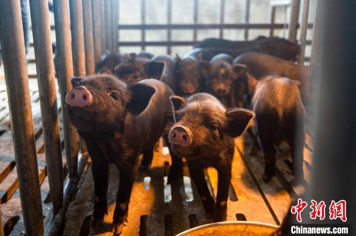 西藏林芝藏豬產業走上標準化、產業化之路