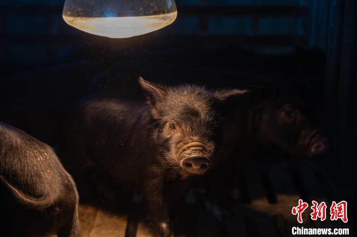 圖為藏豬被稱為“高原之珍”，以口感佳、營養價值高而聞名。　何蓬磊 攝