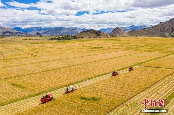 資料圖:西藏日喀則市江孜縣紫金鄉努堆村村民利用收割機收青稞。<a target='_blank' ><p align=