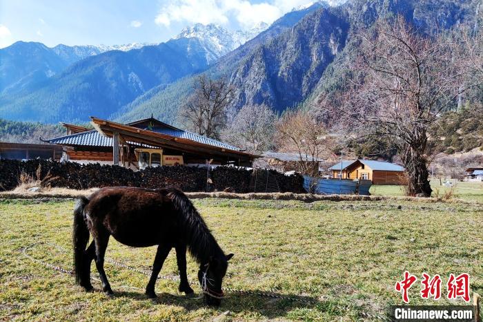 西藏2020/2021年冬季為區域性強暖冬