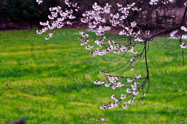 世外桃源！一組圖告訴你，西藏林芝桃花能有多美