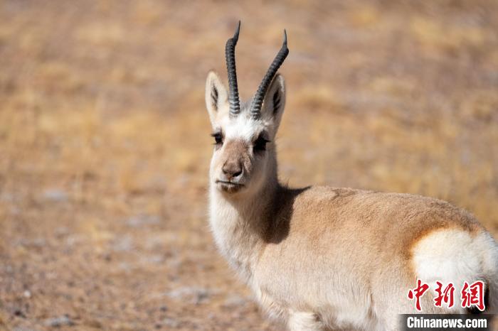 圖為西藏藏原羚，藏原羚是青藏高原特有種，也被稱(chēng)為西藏黃羊?！〗w波 攝
