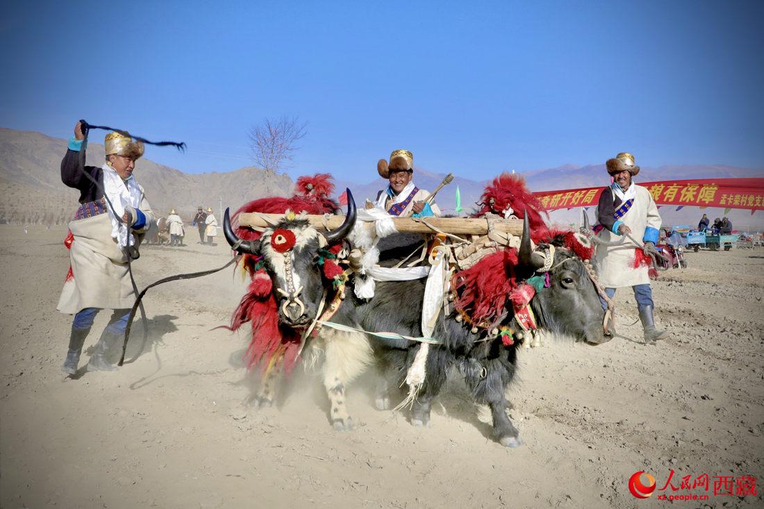在過去漫長的歲月里，牦牛是農耕的主力，“二牛抬杠”代表了一個時代。人民網 次仁羅布攝