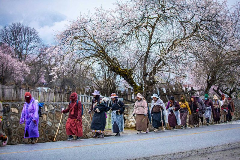 下雨了,漫步在桃花下的村民。張靜攝