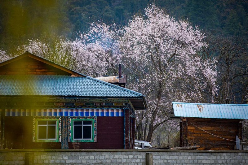桃花掩映下的村莊。張靜攝