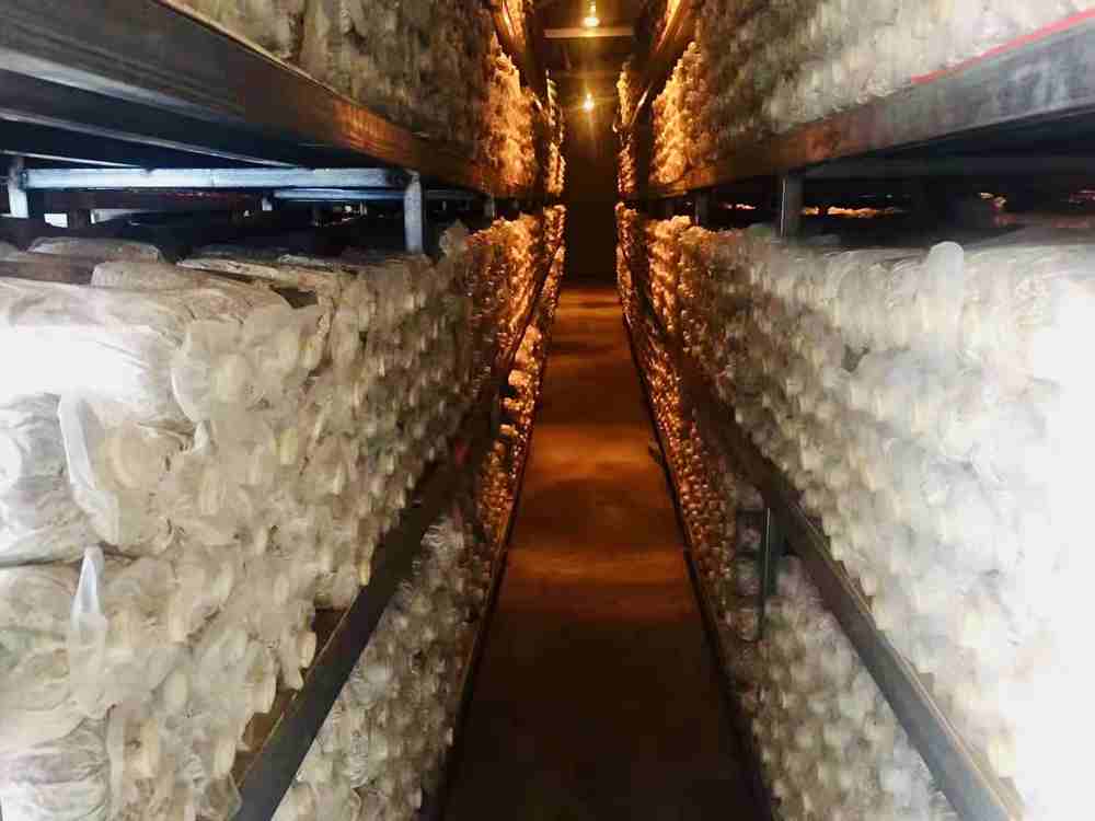 菌棒培育。索扎攝