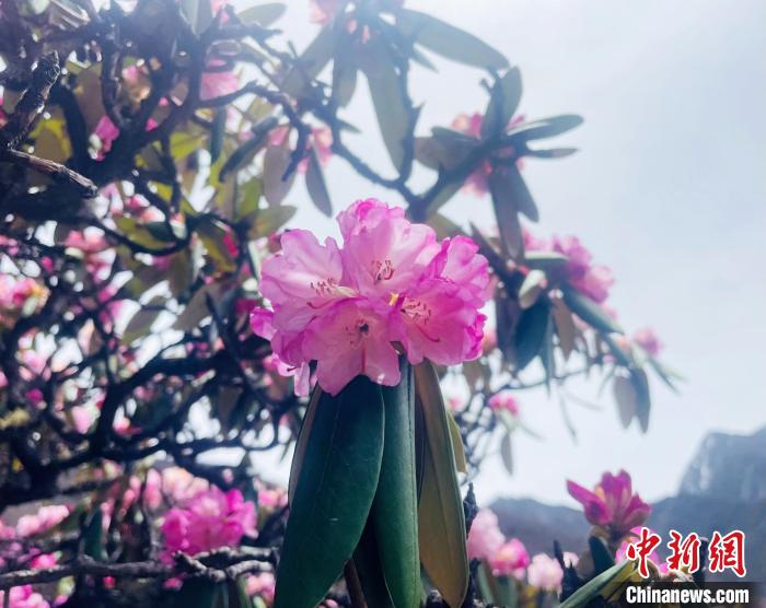近日，西藏自治區(qū)山南市加查縣索囊溝的杜鵑花競相綻放?！∪轿木?攝