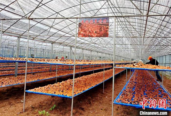 圖為紅太陽科技示范家庭農場采收的靈芝。　平措旺青供圖