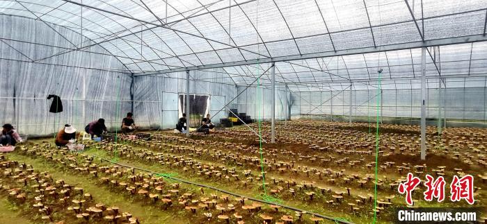 圖為紅太陽科技示范家庭農場組織民眾采收靈芝?！∑酱胪喙﹫D