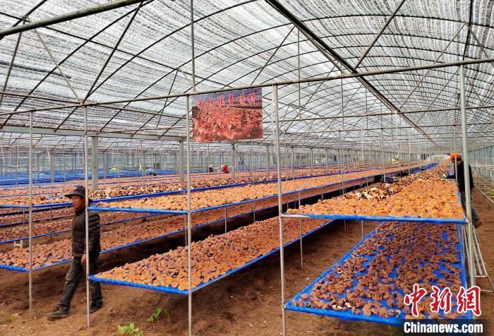 圖為紅太陽科技示范家庭農場采收的靈芝?！∑酱胪喙﹫D